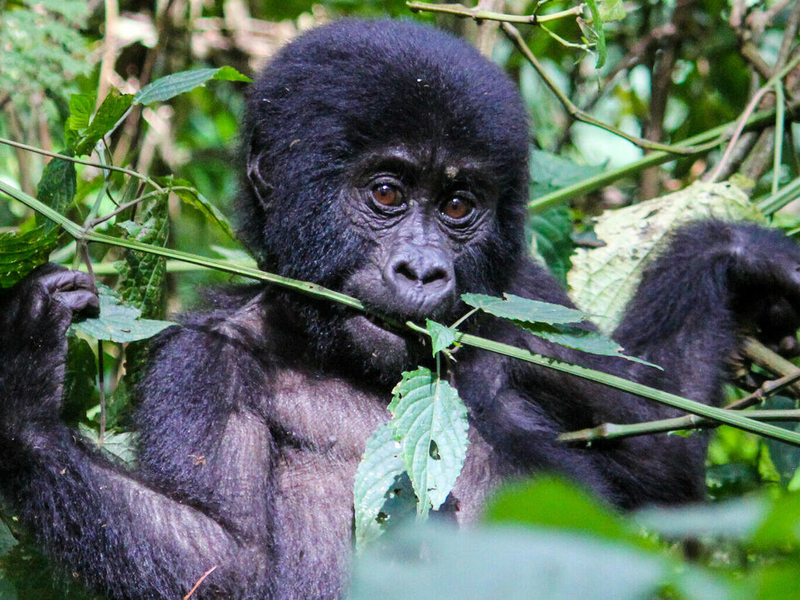 Et møte med fjellgorillaer i Uganda