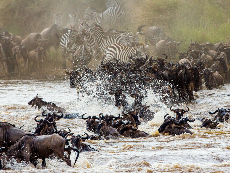 Safari i Masai Mara - Den store migrasjonen